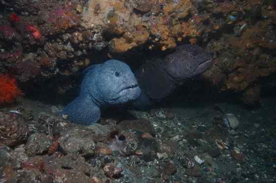 长相丑陋的怪鱼  狼鳗