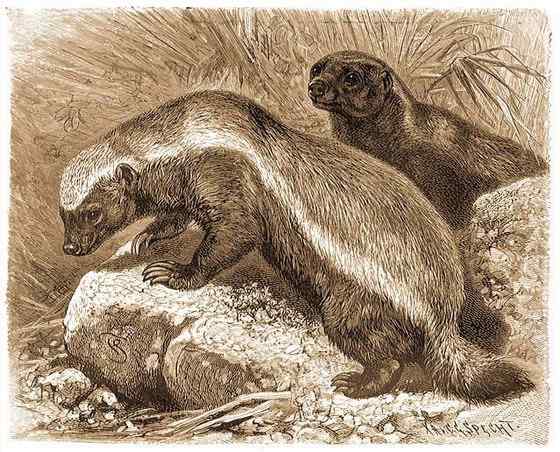 吃蜂蜜不要命的蜜獾