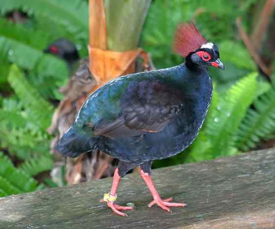 漂亮的鸡——冕鹧鸪 头上一撮鲜红的毛