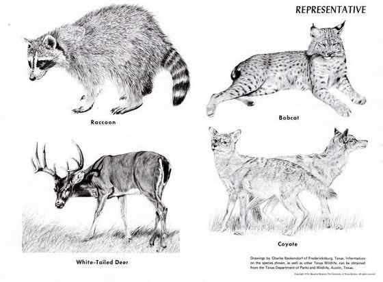 维吉尼亚鹿 白尾鹿