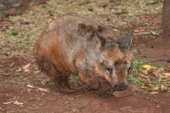 澳洲考拉  袋熊