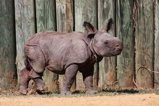 汉朝巨人与大独角犀 汉朝巨人与大独角犀