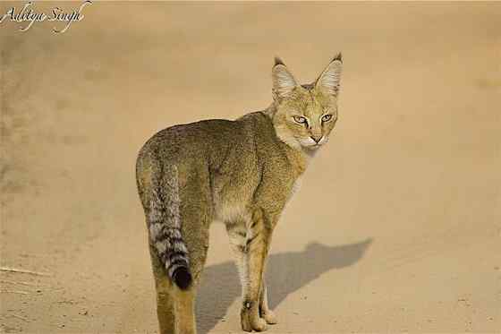 狸猫换太子中的狸猫 狸猫换太子中的狸猫