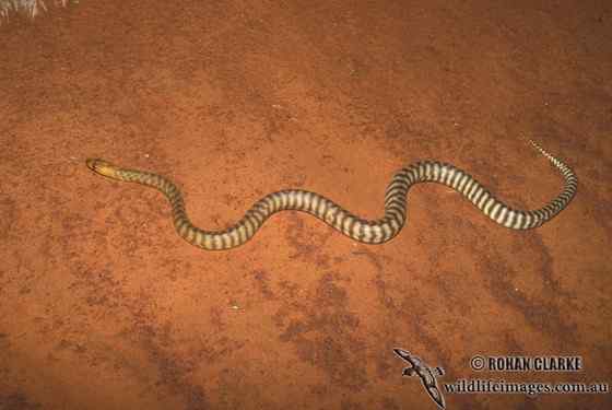 沙漠中的蟒蛇——兰氏盾蟒 Aspidites ramsayi 沙漠中的蟒蛇——兰氏盾蟒 Aspidites ramsayi