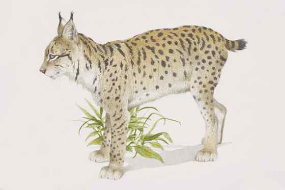 数量最少的猫科动物 伊比利亚猞猁、西班牙猞猁 数量最少的猫科动物 伊比利亚猞猁、西班牙猞猁