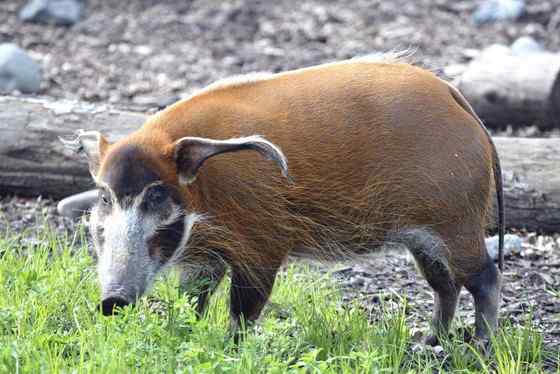 最美的猪  红河猪