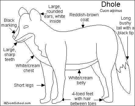 英国著名小说家吉卜林笔下的“红狗”  豺