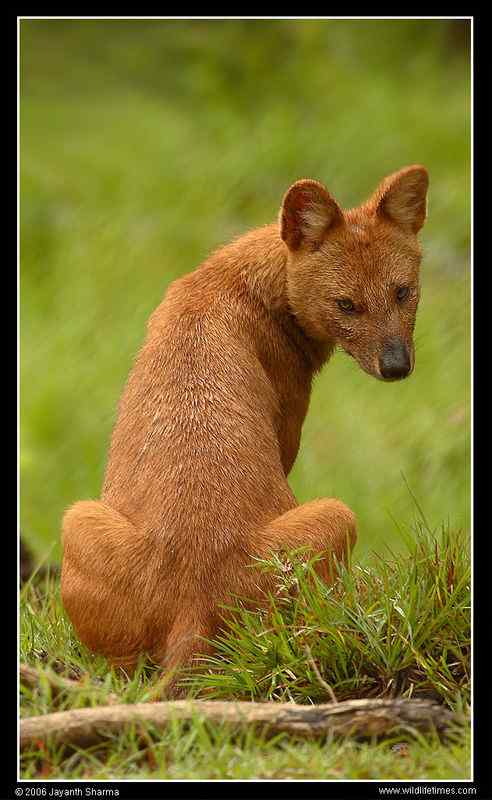 英国著名小说家吉卜林笔下的“红狗”  豺