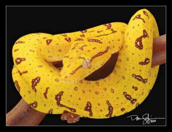 养蟒蛇当宠物 绿树蟒 养蟒蛇当宠物 绿树蟒