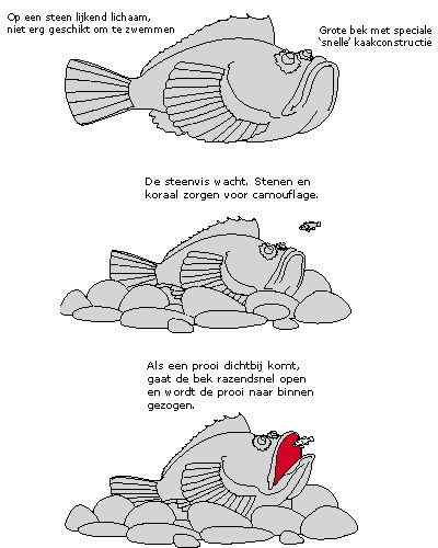 危险的鱼咬人  石鱼