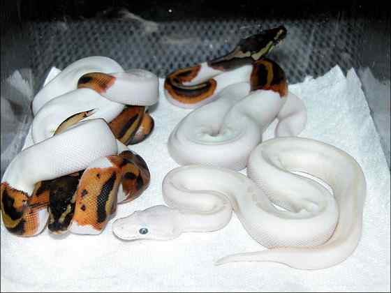 球蟒 受惊时会卷成球状的蟒蛇