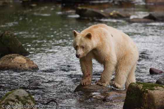 白灵熊 Kermode bear 白灵熊 Kermode bear