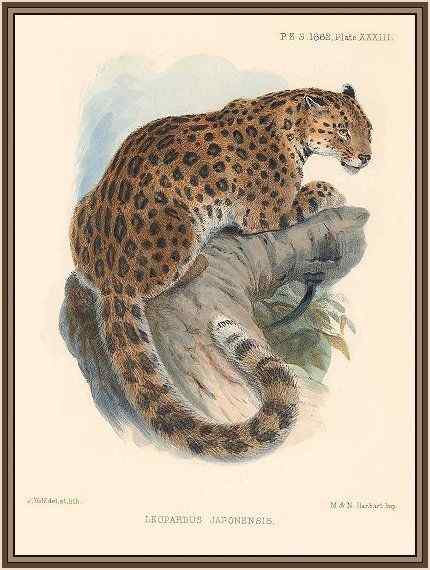 仅次于东北虎的大型猫科动物 远东豹