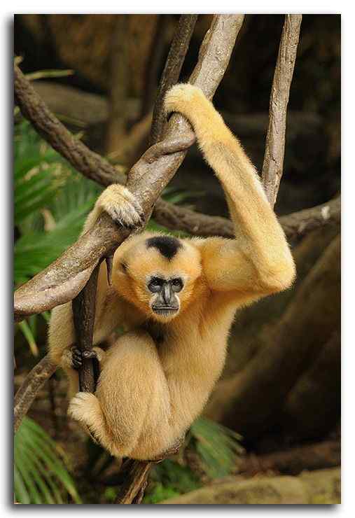 高度濒危的白颊长臂猿 Hylobates leucogenys