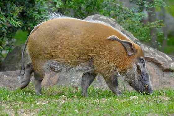 最美的猪  红河猪