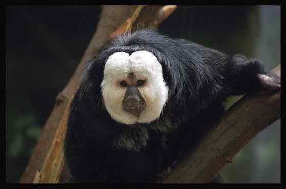 白脸僧面猴 White faced saki