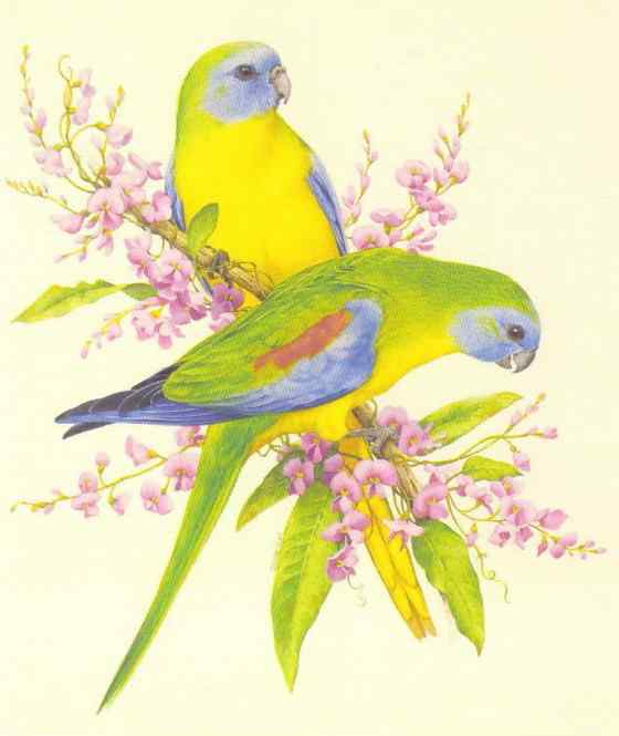 青绿鹦鹉 绿松石鹦鹉