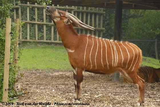 非洲最漂亮的羚羊之一  紫羚 bongo