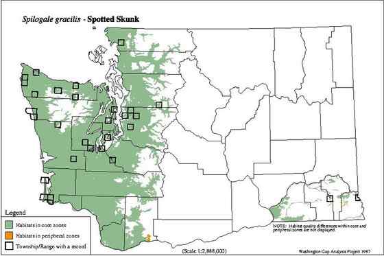 斑臭鼬 长得很漂亮