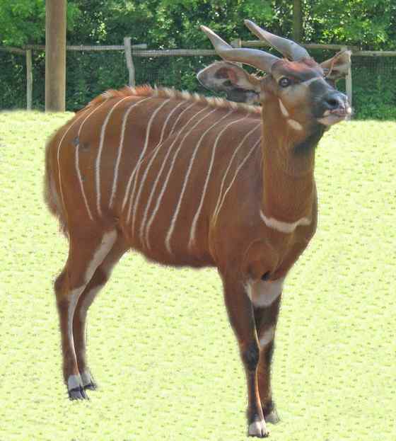 非洲最漂亮的羚羊之一 紫羚 bongo 非洲最漂亮的羚羊之一 紫羚 bongo