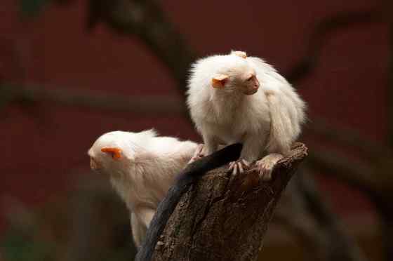 世界上体型最小的猴子之一  银狨
