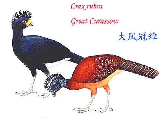 大凤冠雉 Crax rubra