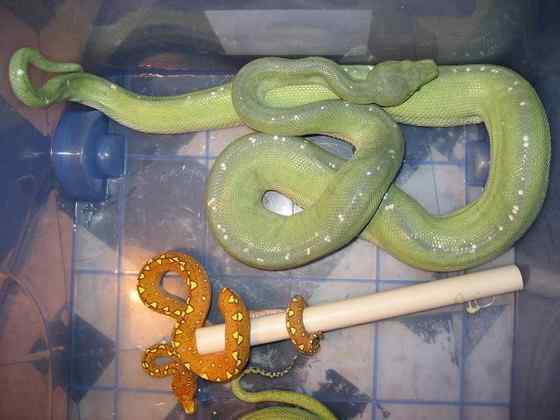 养蟒蛇当宠物 绿树蟒 养蟒蛇当宠物 绿树蟒