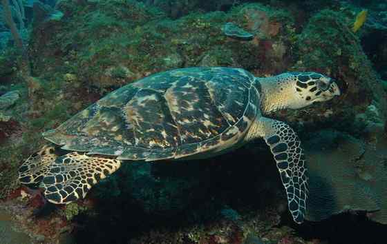 玳瑁是什么动物?一种海龟 玳瑁是什么动物?一种海龟