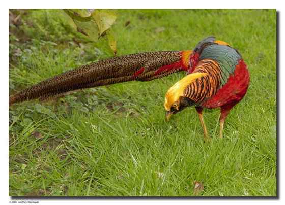 古书上的鸟类--鷩雉(红腹锦鸡)