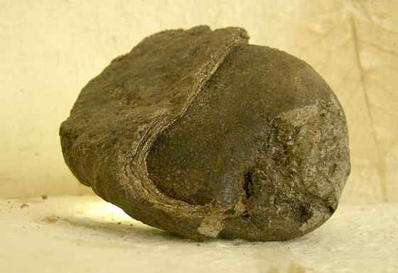 抹香鲸真的很香