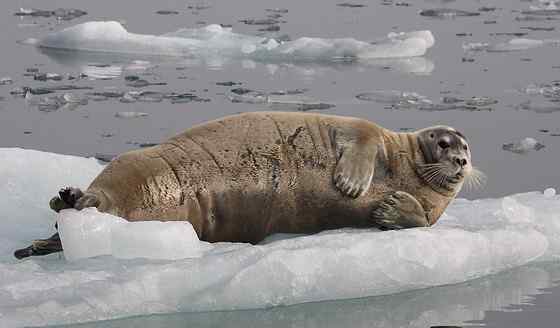 髯海豹 须海豹 Erignathus barbatus 髯海豹 须海豹 Erignathus barbatus