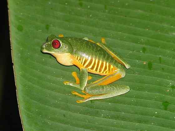 最漂亮的蛙类  红眼树蛙