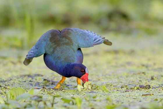美洲最漂亮的鸟类之一  紫青水鸡
