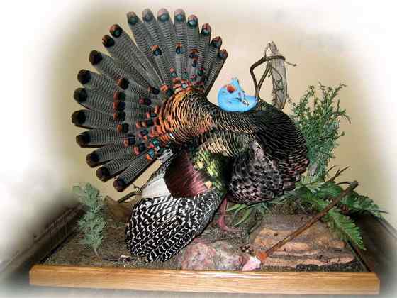 眼斑吐绶鸡 感恩节的故事