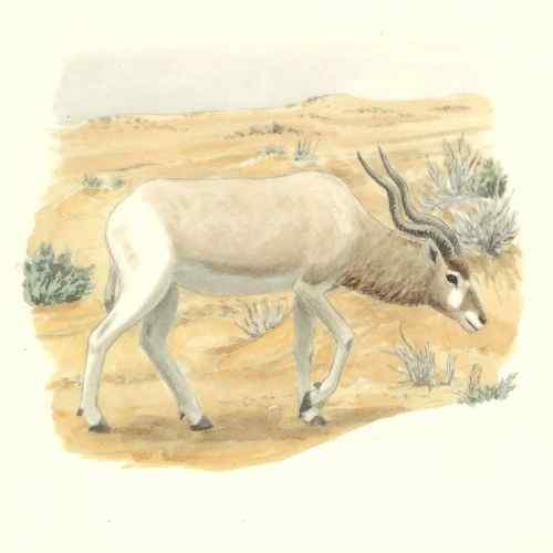 旋角羚 Addax nasomaculatus 旋角羚 Addax nasomaculatus