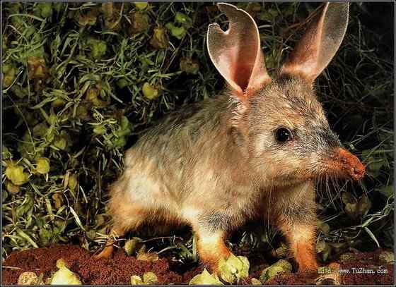 澳大利亚最奇特的有袋目动物之一 兔耳袋狸 澳大利亚最奇特的有袋目动物之一 兔耳袋狸
