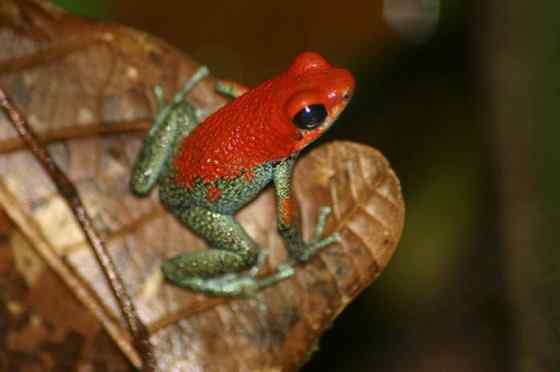 鲜红色的青蛙——疣丛蛙 疣背箭毒蛙(Granular poison arrow frog) 鲜红色的青蛙——疣丛蛙 疣背箭毒蛙(Granular poison arrow frog)