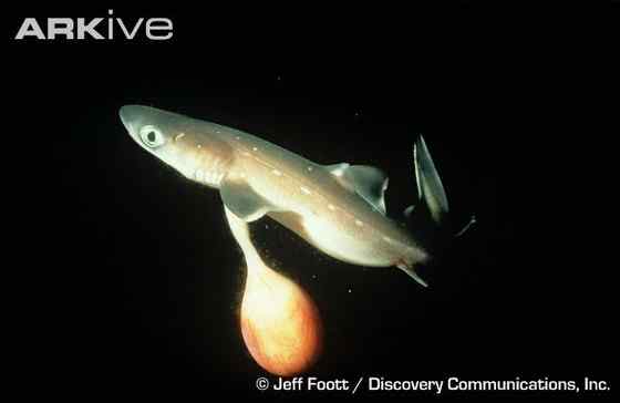 漂亮的鲨鱼 大青鲨、虎头鲨 漂亮的鲨鱼 大青鲨、虎头鲨