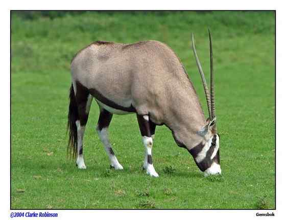 博茨瓦纳沙漠中的羚羊  南非长角羚