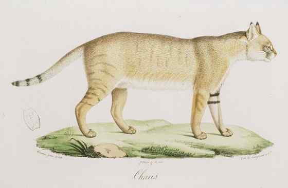 狸猫换太子中的狸猫 狸猫换太子中的狸猫