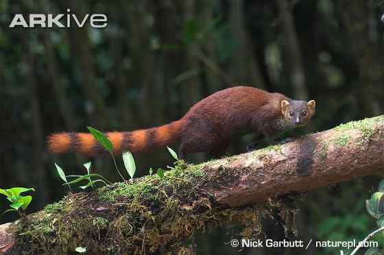 马达加斯加岛仅有的两大食肉哺乳动物之一 环尾獴