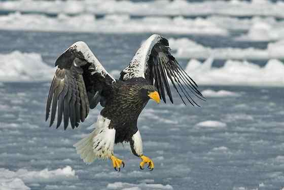 西伯利亚沿海的虎头海雕 Haliaeetus pelagicus