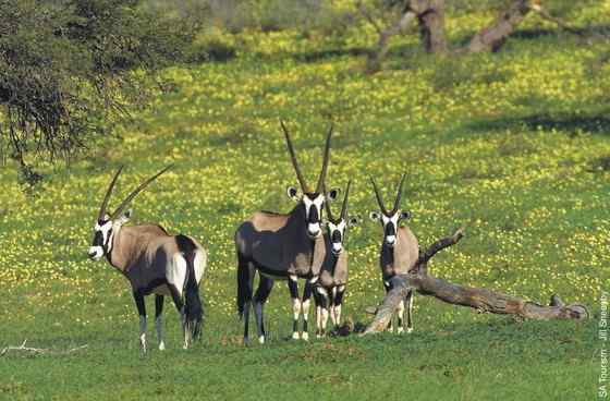 博茨瓦纳沙漠中的羚羊  南非长角羚