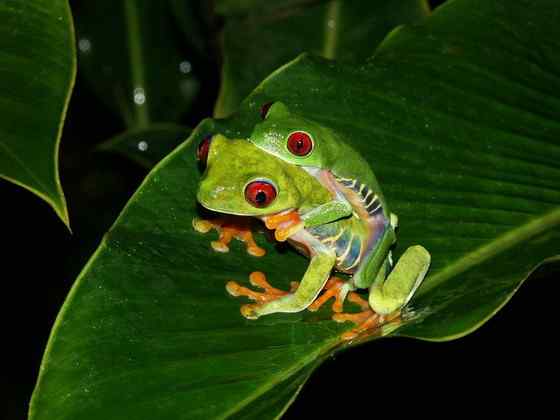 最漂亮的蛙类  红眼树蛙