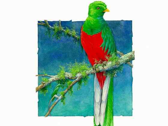 南美洲最美丽的鸟--凤尾绿咬鹃