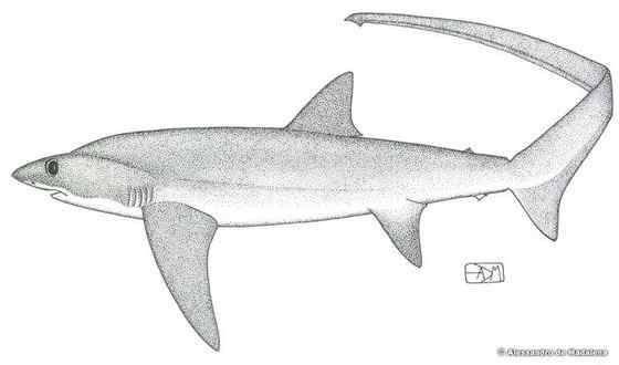 长尾巴的鲨鱼  弧形长尾鲨 Alopias vulpinus