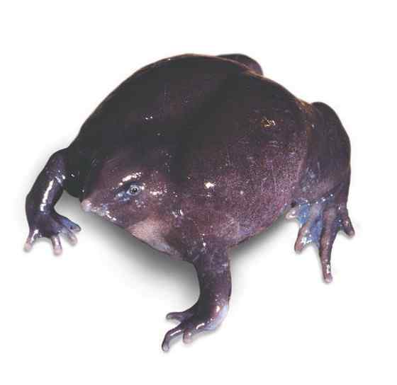 新发现的两栖动物  紫蛙