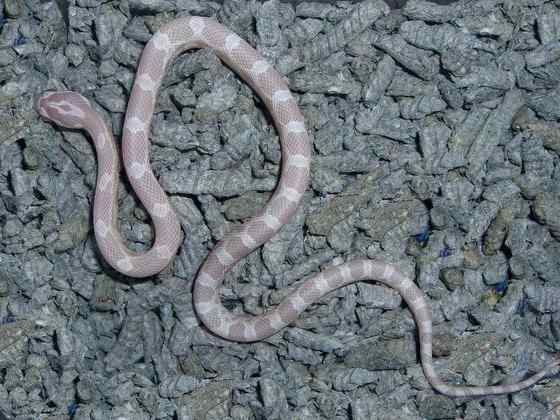 玉米锦蛇 粟米蛇、玉米蛇、红鼠蛇