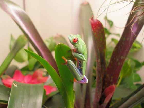 最漂亮的蛙类  红眼树蛙