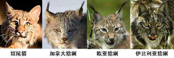 北美洲数量最多的猫科动物  短尾猫